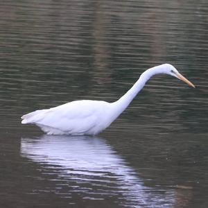 Great Egret