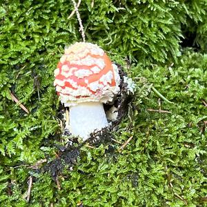 Fly Agaric