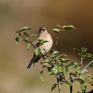 Eurasian Linnet