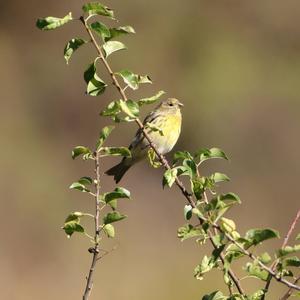 European Serin