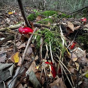 Fly Agaric