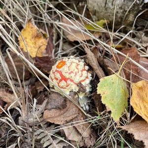 Fly Agaric