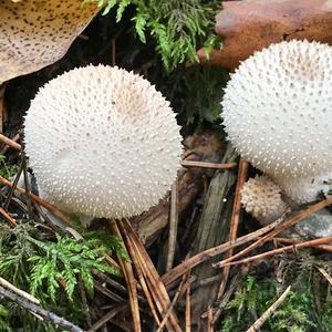 Gem-studded Puffball