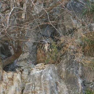 Eurasian Eagle-owl