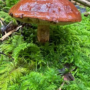 Bay Bolete