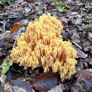 Yellow-tipped Coral-fungus