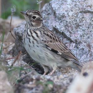 Wood Lark