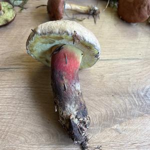 Bay Bolete