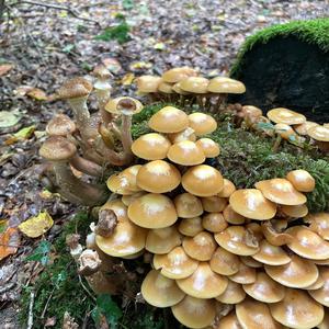 Changing Pholiota