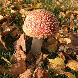 Fly Agaric