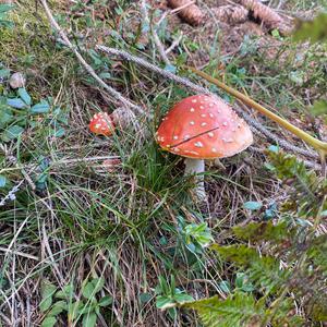 Fly Agaric