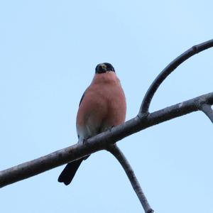 Eurasian Bullfinch