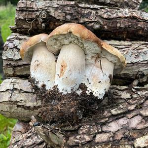 King Bolete