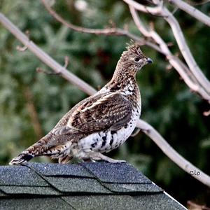 Ruffed Grouse