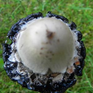 Shaggy Mane