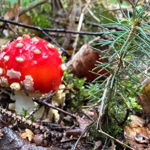 Fly Agaric