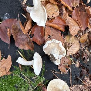 Sweetbread Mushroom