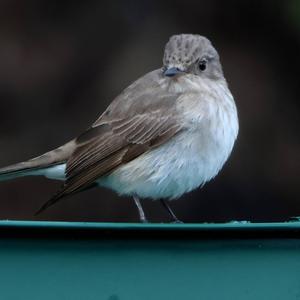 Spotted Flycatcher