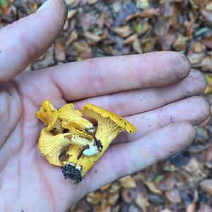 Chanterelle, Common