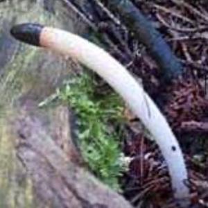 Dog Stinkhorn