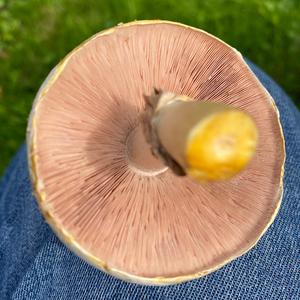 Yellow-foot Agaric