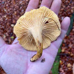 Chanterelle, Common