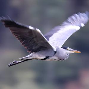 Grey Heron