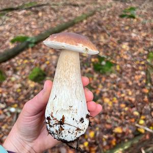 King Bolete