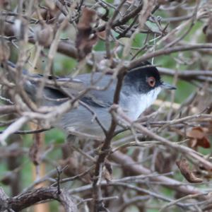 Sardinian Warbler