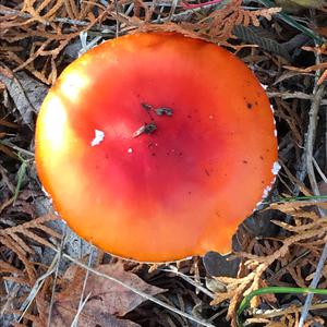 Fly Agaric