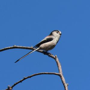 Long-tailed Tit