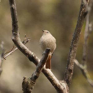 Black Redstart