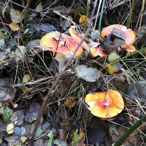 Fly Agaric