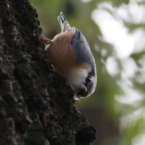 Wood Nuthatch