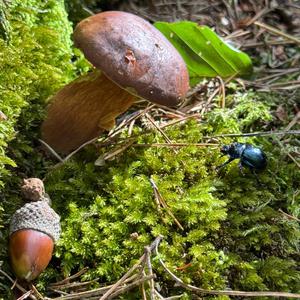 Bay Bolete