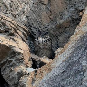 Eurasian Eagle-owl