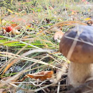 King Bolete