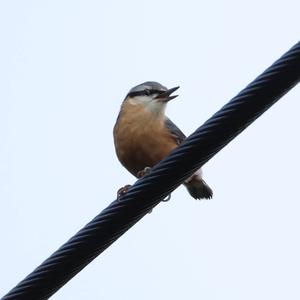 Wood Nuthatch