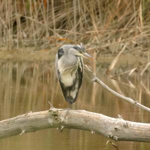 Grey Heron