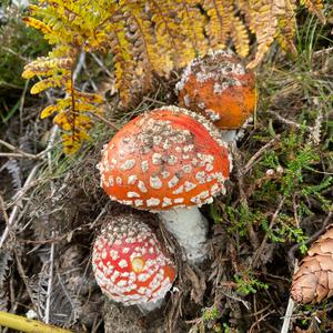 Fly Agaric