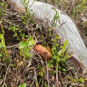 Bay Bolete