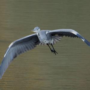 Grey Heron