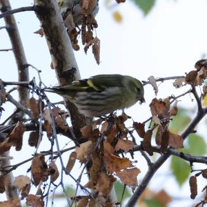 Eurasian Siskin