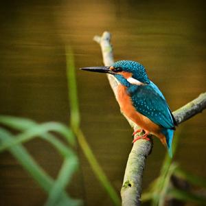 Common Kingfisher