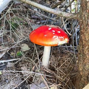 Fly Agaric