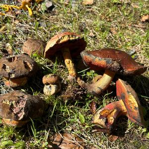 Dotted-stem Bolete