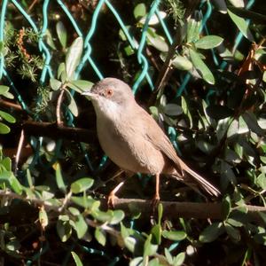 Sardinian Warbler