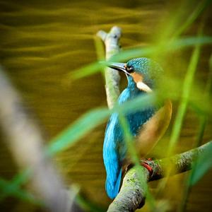 Common Kingfisher