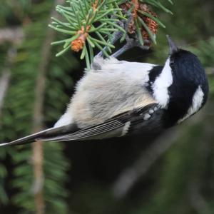 Coal Tit