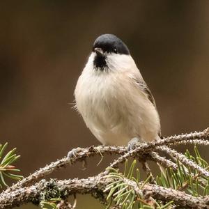 Marsh Tit